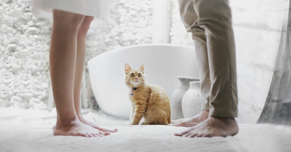 Eine orangefarbene Katze sitzt zwischen den Füßen eines Paares, das sich schweigend gegenübersteht – Symbolbild für eine Trennung in den eigenen vier Wänden | Scheidungsimmobilie